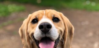 Czy zdajesz sobie sprawę czym bawi się Twój pies