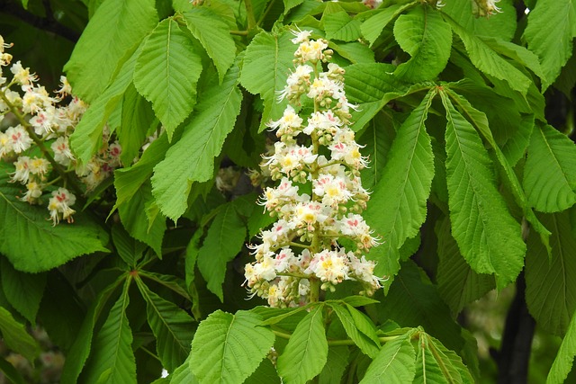 Czy bez matury międzynarodowej można studiować za granicą? Czy bez matury międzynarodowej można studiować za granicą?