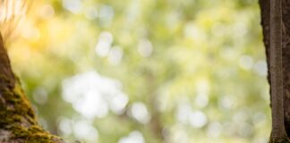 Jaką mam zdolność kredytową?