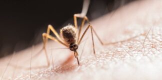 Co odstrasza komary w nocy